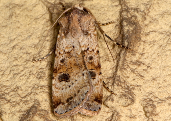 Agrotis trux